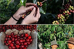 Tây Nguyên đang vào mùa cà phê chín rộ đẹp nhất trong năm, cơ hội để chụp ảnh với trái cà phê đỏ au đến rồi!