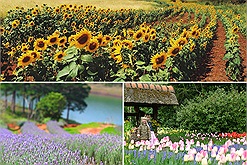 Check-in những khu vườn xinh nhất Đà Lạt nhân dịp Festival hoa Đà Lạt 2022: Đâu chỉ dã quỳ, hướng dương, Lavender, tam giác mạch đủ cả