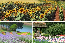 Check-in những khu vườn xinh nhất Đà Lạt nhân dịp Festival hoa Đà Lạt 2022: Đâu chỉ dã quỳ, hướng dương, Lavender, tam giác mạch đủ cả