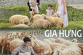 Không chỉ có dê, Ninh Bình giờ đây đã có bầy cừu "quốc dân" sẵn sàng "sống ảo" cùng bạn trên đồng cỏ Gia Hưng