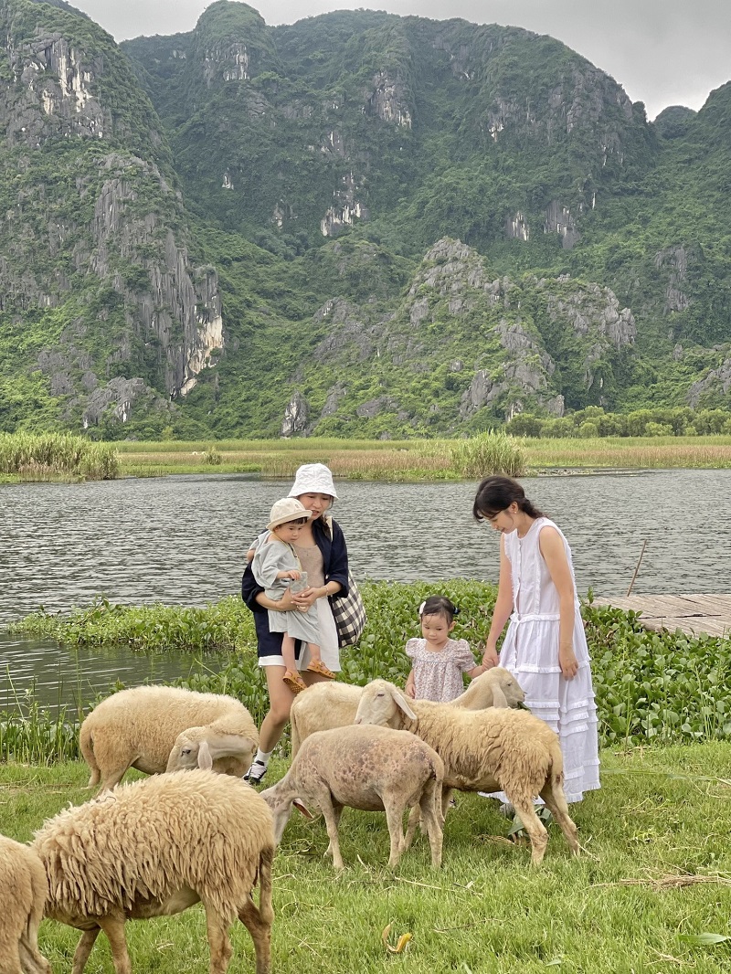 Ninh Bình giờ đây đã có bầy cừu quốc dân