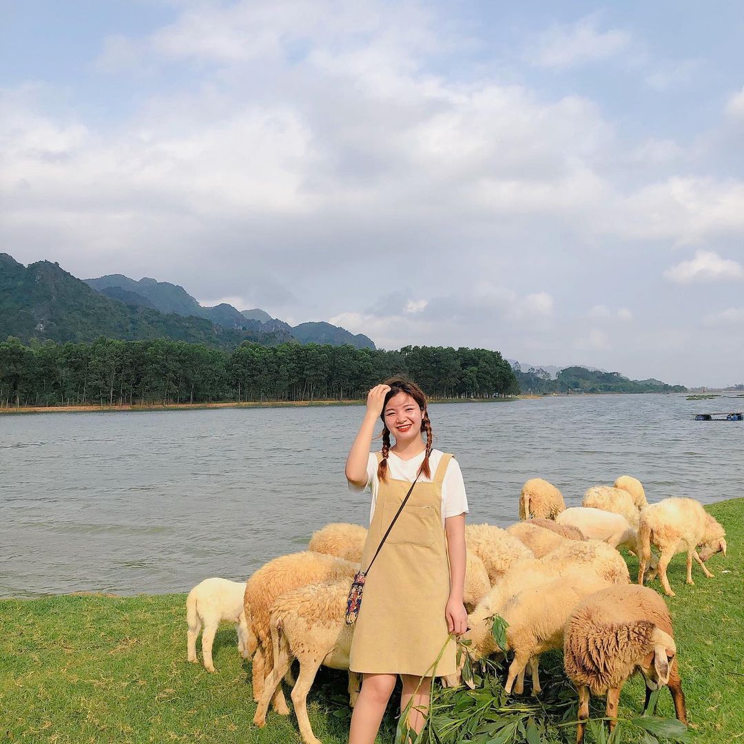 Ninh Bình giờ đây đã có bầy cừu quốc dân