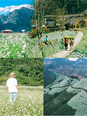 Thời điểm này đi Mộc Châu là hợp lý nhất bởi đang mùa hoa cải nở trắng xóa vô cùng thích mắt vào những tháng cuối năm