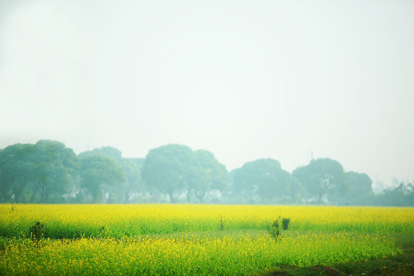 cánh đồng hoa cải ở ngoại thành Hà Nội