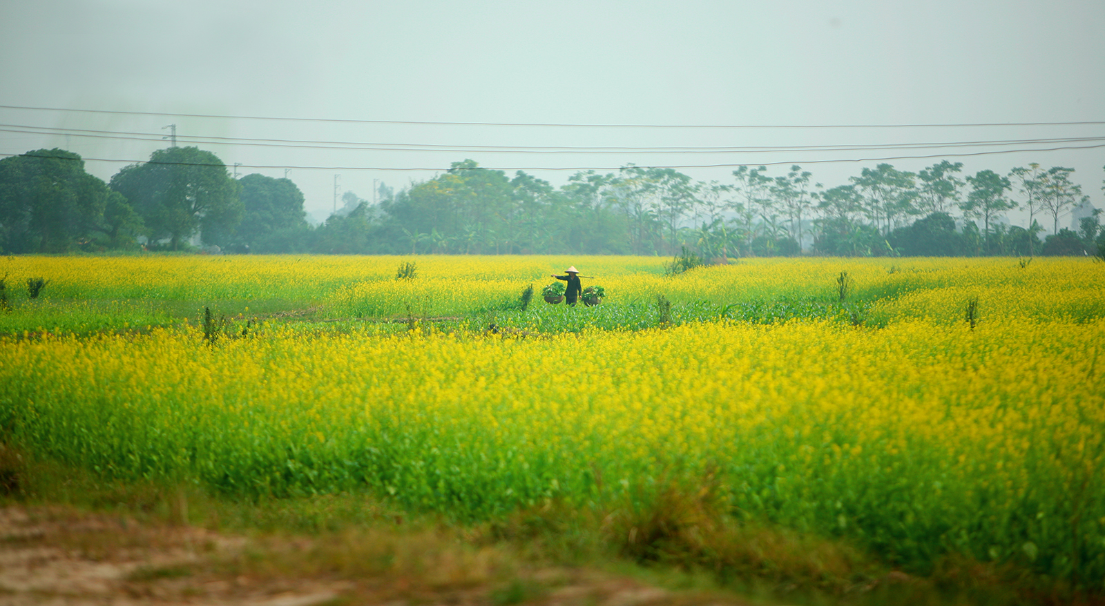 cánh đồng hoa cải ở ngoại thành Hà Nội