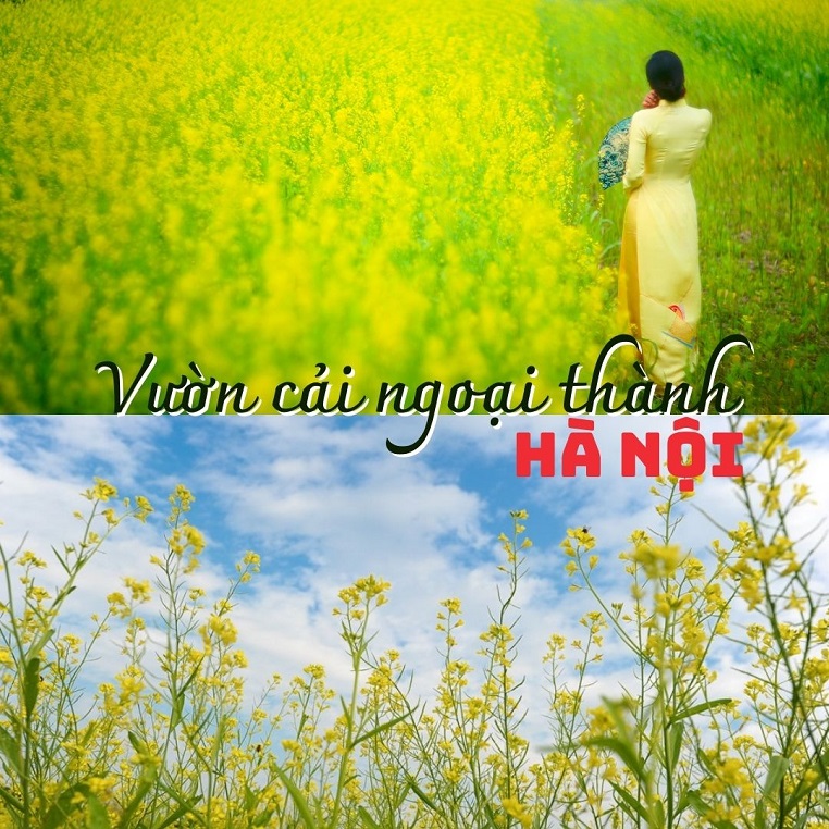 "Quẩy tung" rét đậm với những cánh đồng hoa cải ở ngoại thành Hà Nội