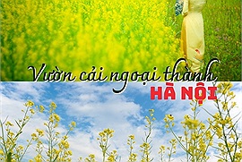 "Quẩy tung" rét đậm với những cánh đồng hoa cải ở ngoại thành Hà Nội