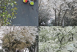 Tranh thủ mấy ngày hoa sưa nở để đi ngắm phố phường Hà Nội mộng mơ hoa và sương trắng