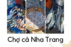 Đi săn cá tươi ở chợ cá Nha Trang: "Đi chợ cá như sa lưới tình!"