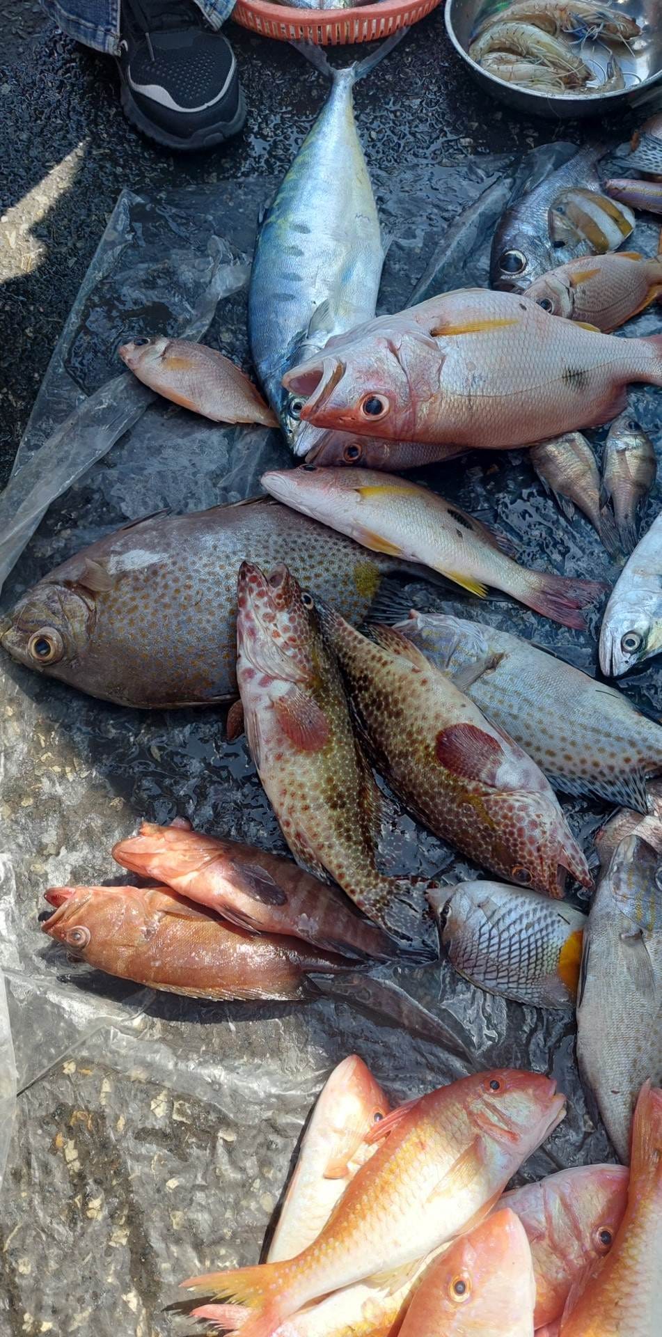 Đi săn cá tươi ở chợ cá Nha Trang