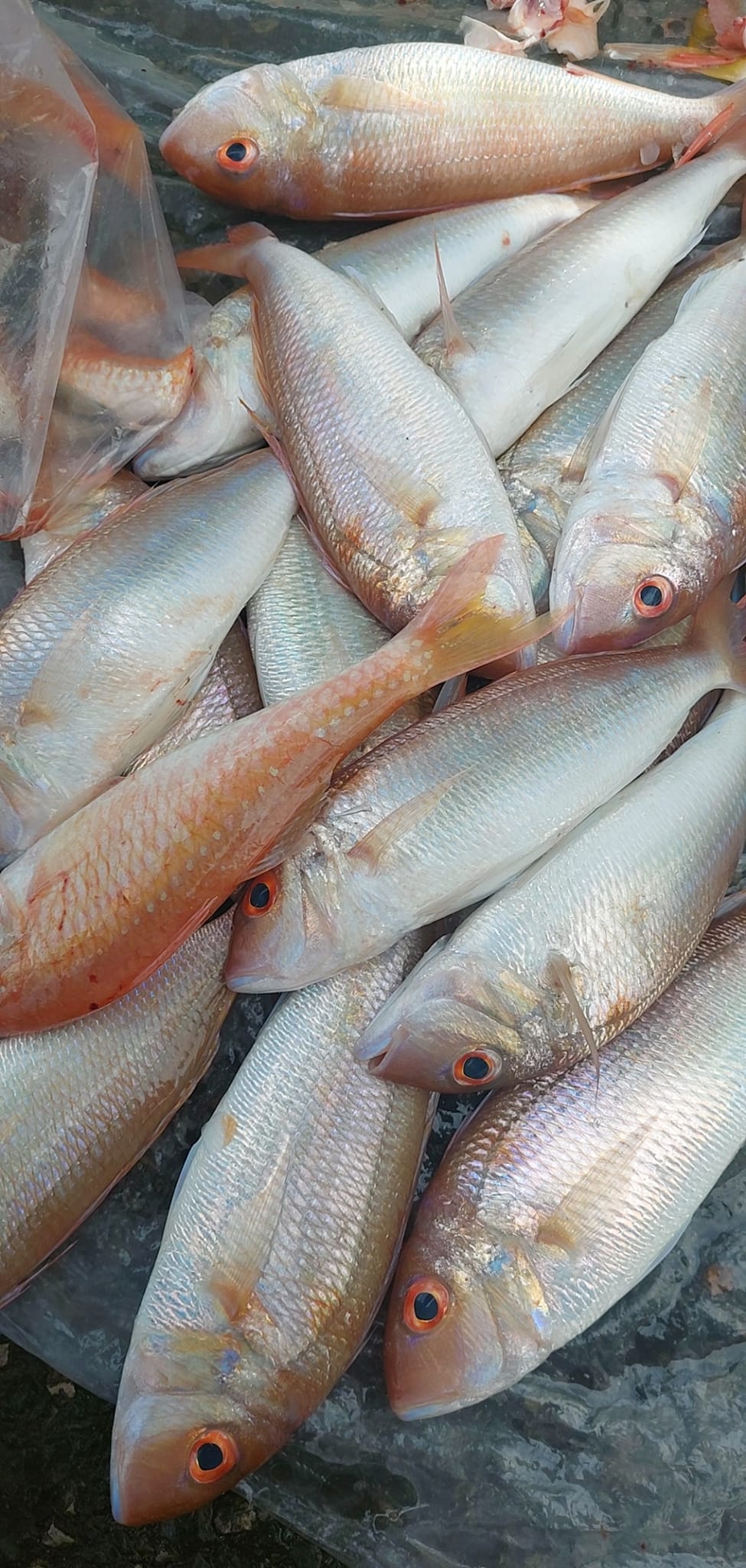 Đi săn cá tươi ở chợ cá Nha Trang