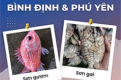 Những chú cá xinh đẹp, lạ mắt, ngon tuyệt khi chế biến của vùng biển Bình Định và Phú Yên