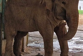 Thực hư chuyện vườn thú Hà Nội "làm khổ" hai cá thể voi đến mức chỉ còn một con, Tổng giám đốc lên tiếng