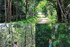 Vườn quốc gia Cúc Phương nhận giải “Vườn quốc gia hàng đầu châu Á", du khách yêu thích bởi vẻ đẹp như lạc vào xứ sở thần tiên