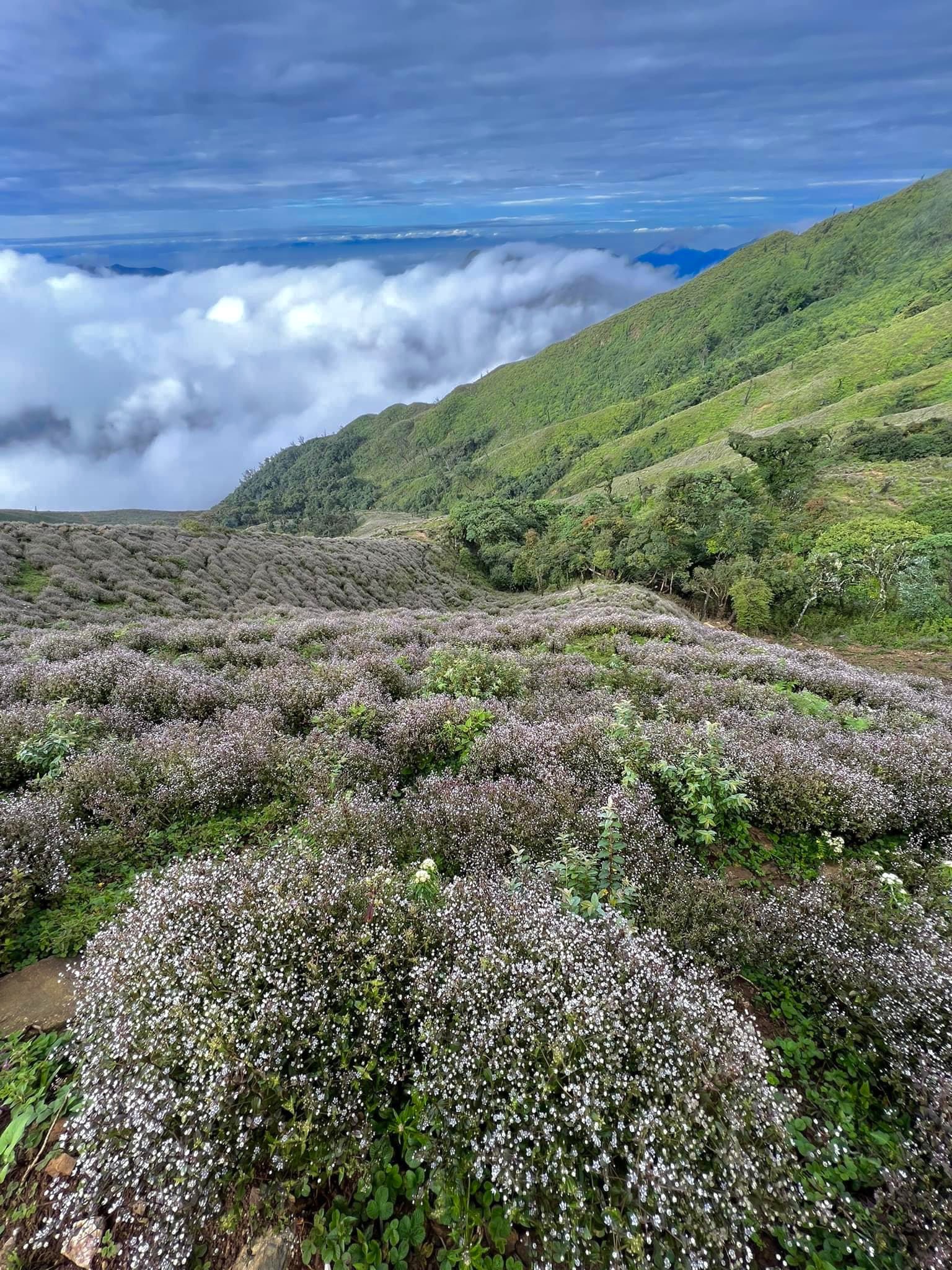 Săn mây vào mùa hoa tím Chi Pâu trên ngọn núi Tà Chì Nhù – Yên Bái 4