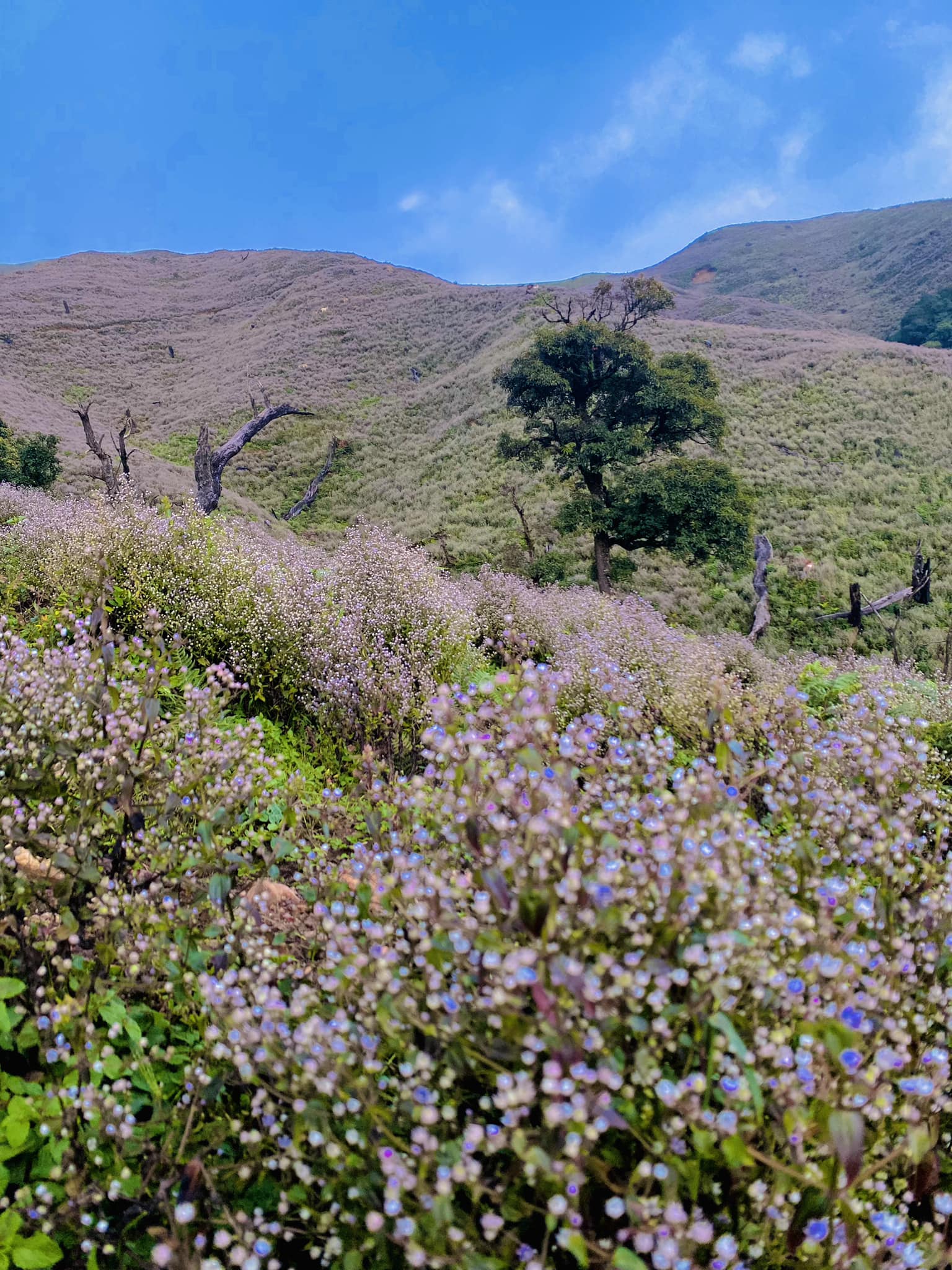 Săn mây vào mùa hoa tím Chi Pâu trên ngọn núi Tà Chì Nhù – Yên Bái 3