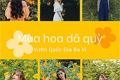 Ba Vì vào mùa hot nhất năm: Hoa dã quỳ khiến cuối tuần "thất thủ" vì dòng người đổ xô về ngắm hoa!