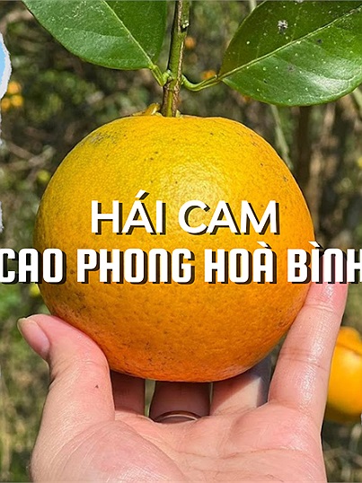 Cùng hội bạn về bản Mường tham gia trải nghiệm hái cam chín