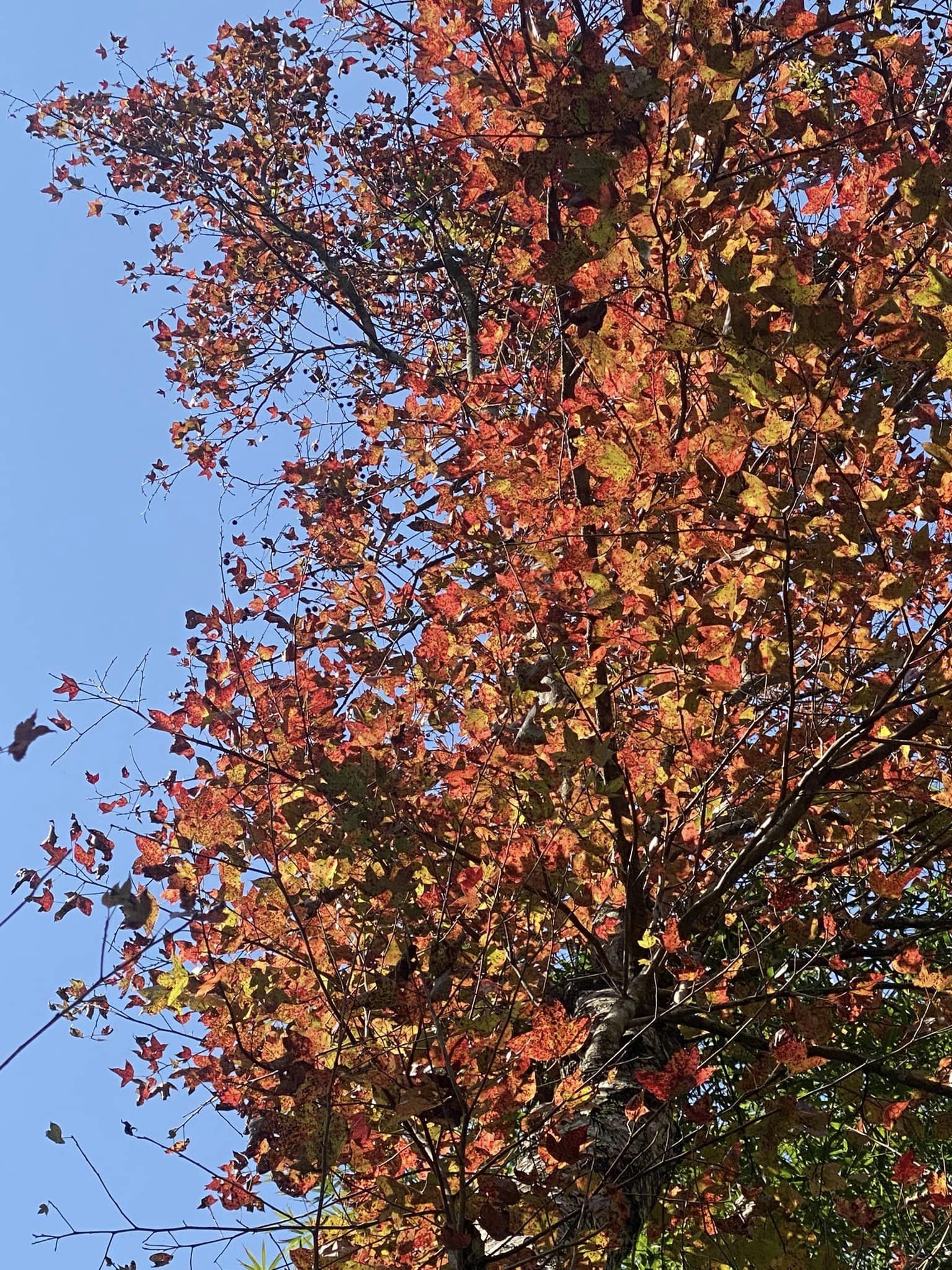 mùa cây thay lá ở núi Mắt Thần Cao Bằng