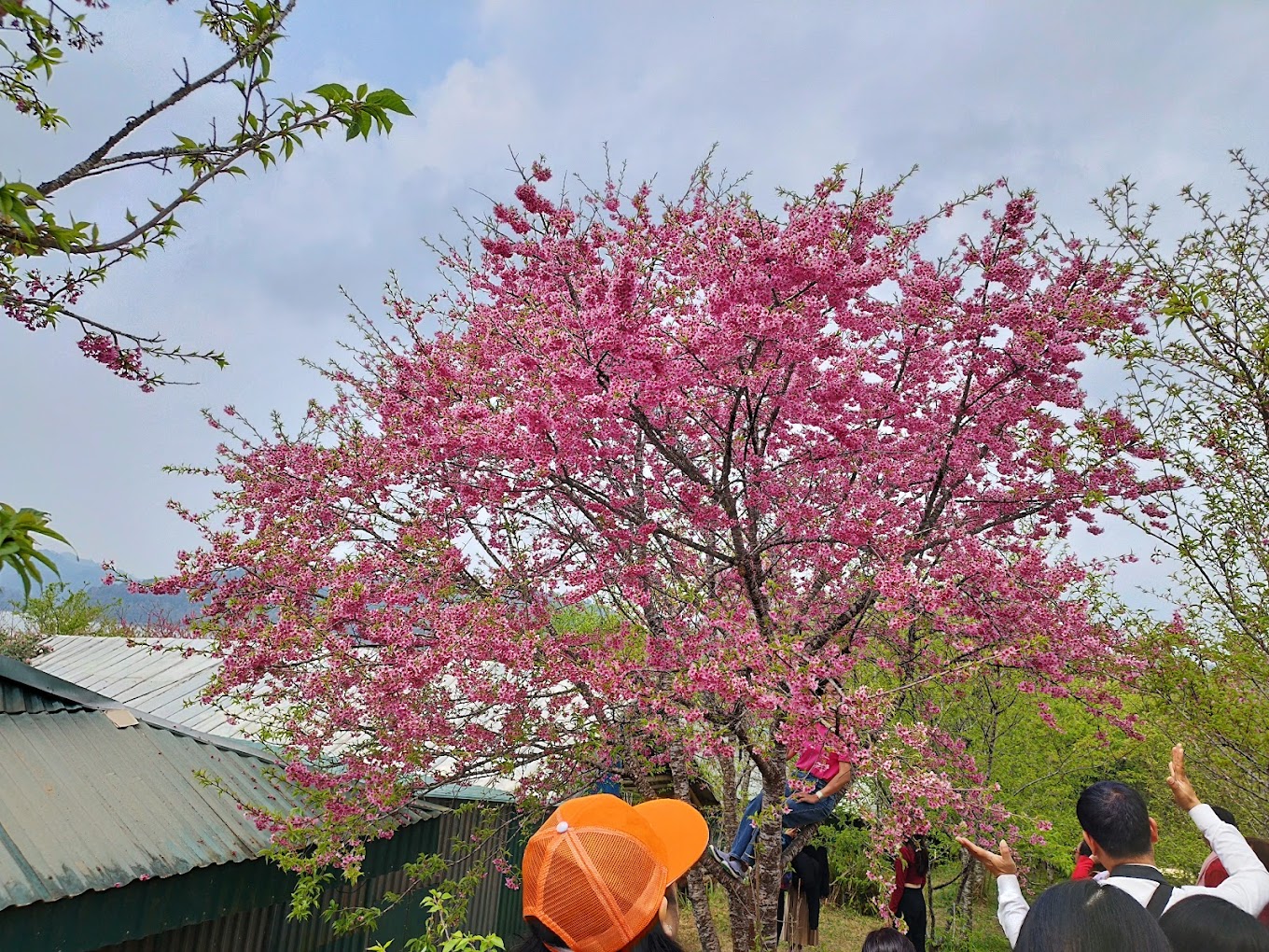 Việt Nam sắp có lễ hội hoa anh đào ngay tại Tây Bắc