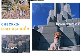 7 địa điểm check-in hot nhất Phú Yên qua ảnh của "idol giới trẻ" - bé chó tên “Vịt” 