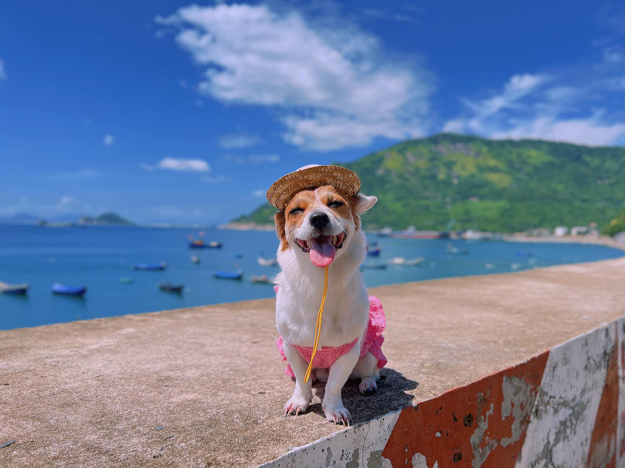 bé chó tên vịt nổi tiếng check-in loạt điểm hot phú yên
