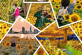 Top 5 địa điểm check-in hoa hướng dương ở Việt Nam cho hội đam mê tranh Van Gogh