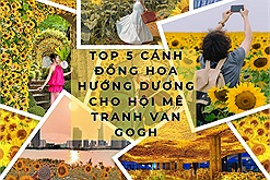 Top 5 địa điểm check-in hoa hướng dương ở Việt Nam cho hội đam mê tranh Van Gogh