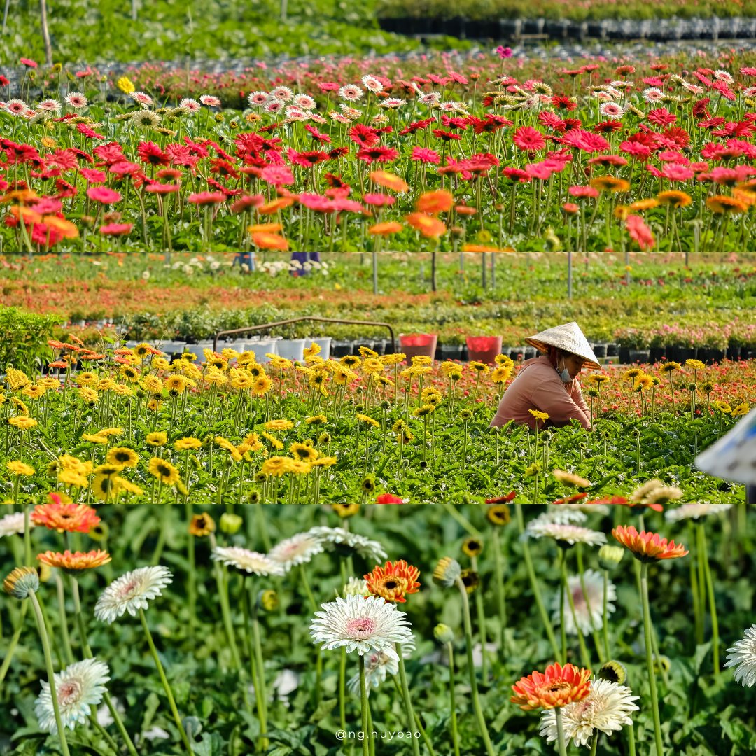 làng hoa sa đéc làng hoa lớn nhất miền tây