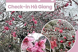 Cảnh tượng hoa đào đóng băng ở Hà Giang như khắc họa một mùa xuân đẹp tươi và khắc nghiệt