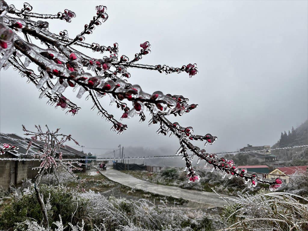 Cảnh tượng hoa đào đóng băng ở Hà Giang