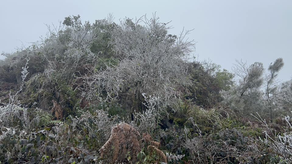 Cảnh tượng hoa đào đóng băng ở Hà Giang