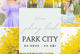 Con đường hot nhất Hà Nội lúc này gọi tên con đường hoa phong linh tại Park City vàng rực đẹp tựa phim Hàn Quốc