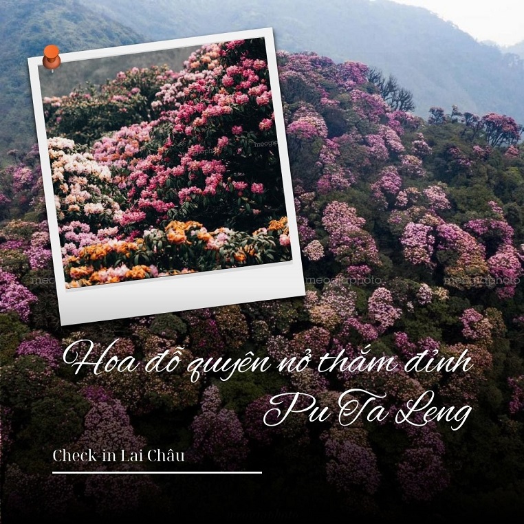 Hoa đỗ quyên nở thắm đỉnh Pu Ta Leng khiến dân trekking lại thèm xách ba lô nhận thử thách mới