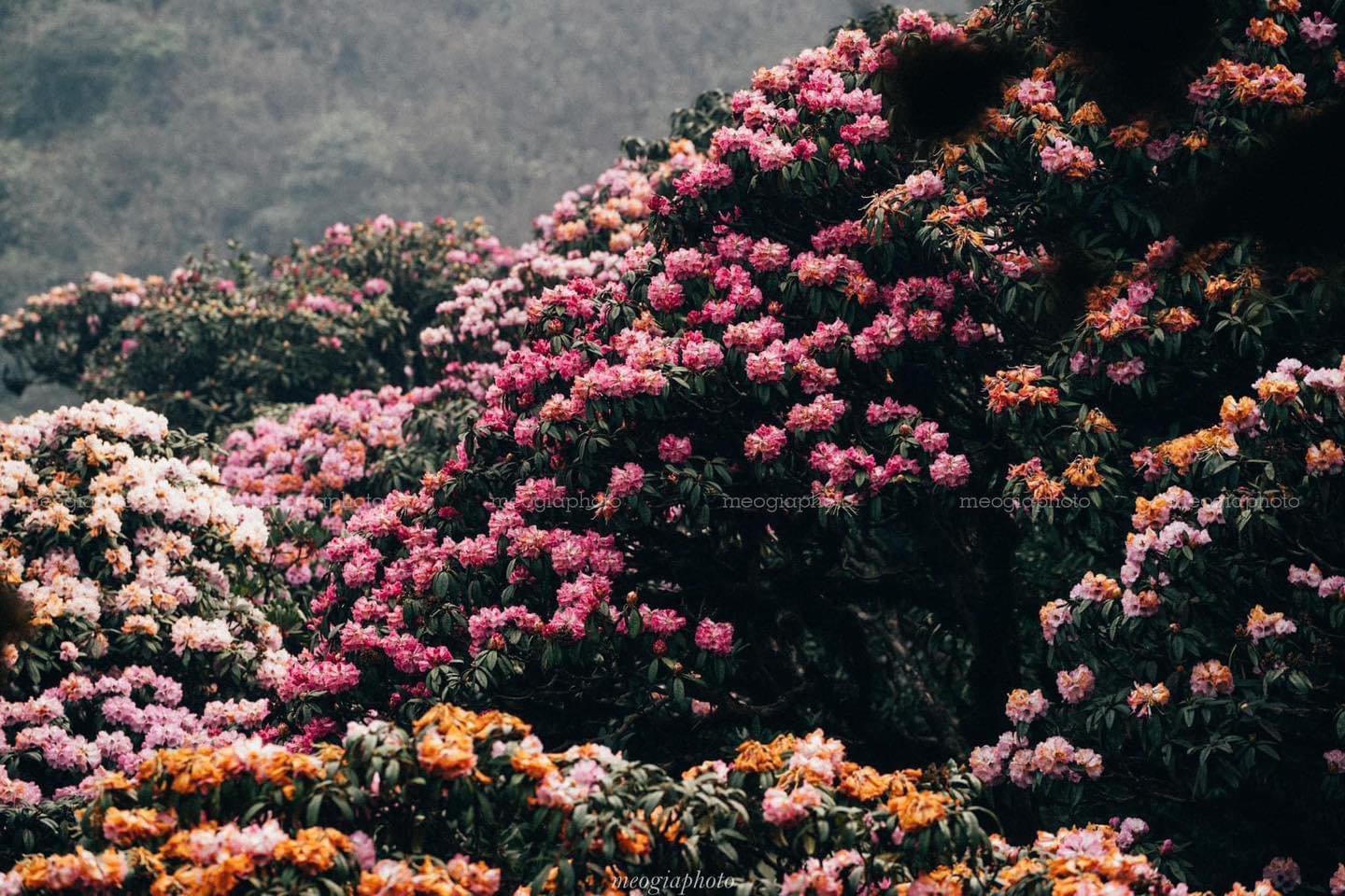 Hoa đỗ quyên nở thắm đỉnh Pu Ta Leng
