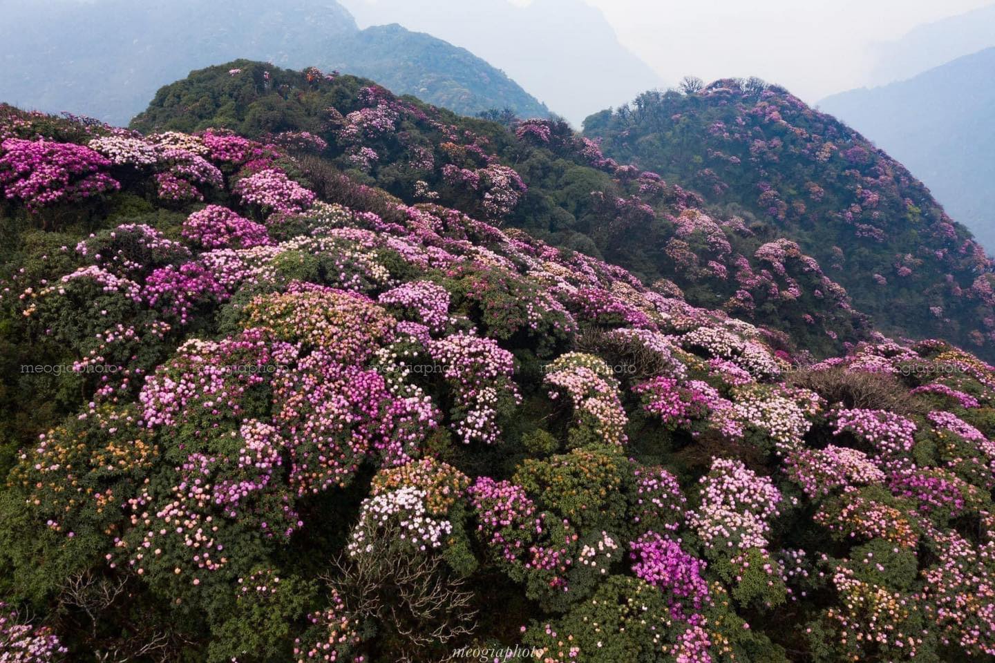 Hoa đỗ quyên nở thắm đỉnh Pu Ta Leng
