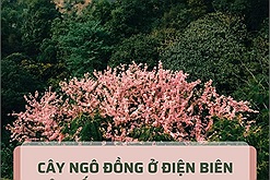 Cây ngô đồng ở Điện Biên một lần nữa "mở mang tầm mắt" cho giới trẻ về loài cây quý hiếm