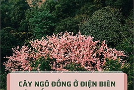 Cây ngô đồng ở Điện Biên một lần nữa "mở mang tầm mắt" cho giới trẻ về loài cây quý hiếm