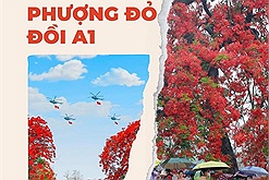 Hàng phượng đỏ trên đỉnh đồi A1 trở thành điểm check-in hút khách dịp 70 năm Chiến thắng Điện Biên Phủ