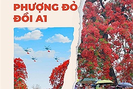 Hàng phượng đỏ trên đỉnh đồi A1 trở thành điểm check-in hút khách dịp 70 năm Chiến thắng Điện Biên Phủ