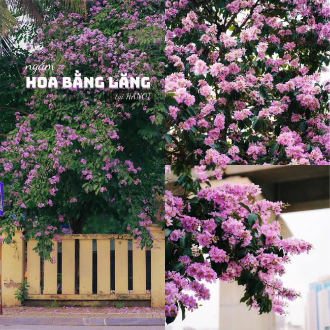 Check in ngay những con phố Hà Nội nhuốm màu tím hoa bằng lăng