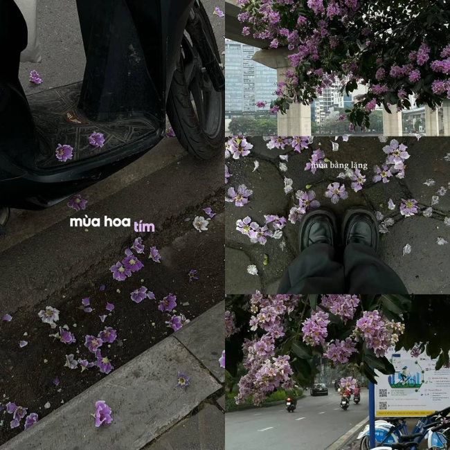 Check in ngay những con phố Hà Nội nhuốm màu tím hoa bằng lăng