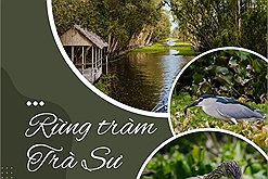 Rừng tràm Trà Sư - "Viên ngọc xanh" của du lịch An Giang hứa hẹn thu hút du khách dịp hè 2024