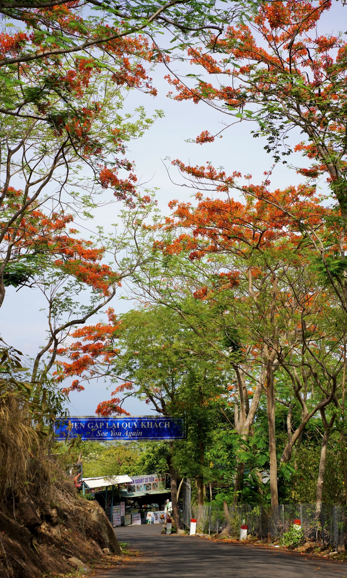 Chiêm ngưỡng hoa phượng đỏ rực trên khắp sườn núi Vũng Tàu