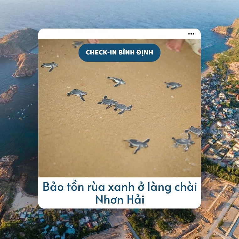 17 chú rùa con mới nở làm huyên náo làng chài ngoại ô Quy Nhơn