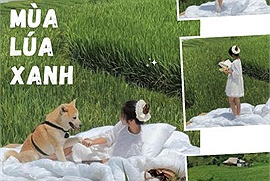 Mùa lúa xanh, ruộng bậc thang từng được bình chọn đẹp nhất trên thế giới ở Sa Pa lại thành điểm nóng check-in