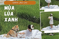 Mùa lúa xanh, ruộng bậc thang từng được bình chọn đẹp nhất trên thế giới ở Sa Pa lại thành điểm nóng check-in