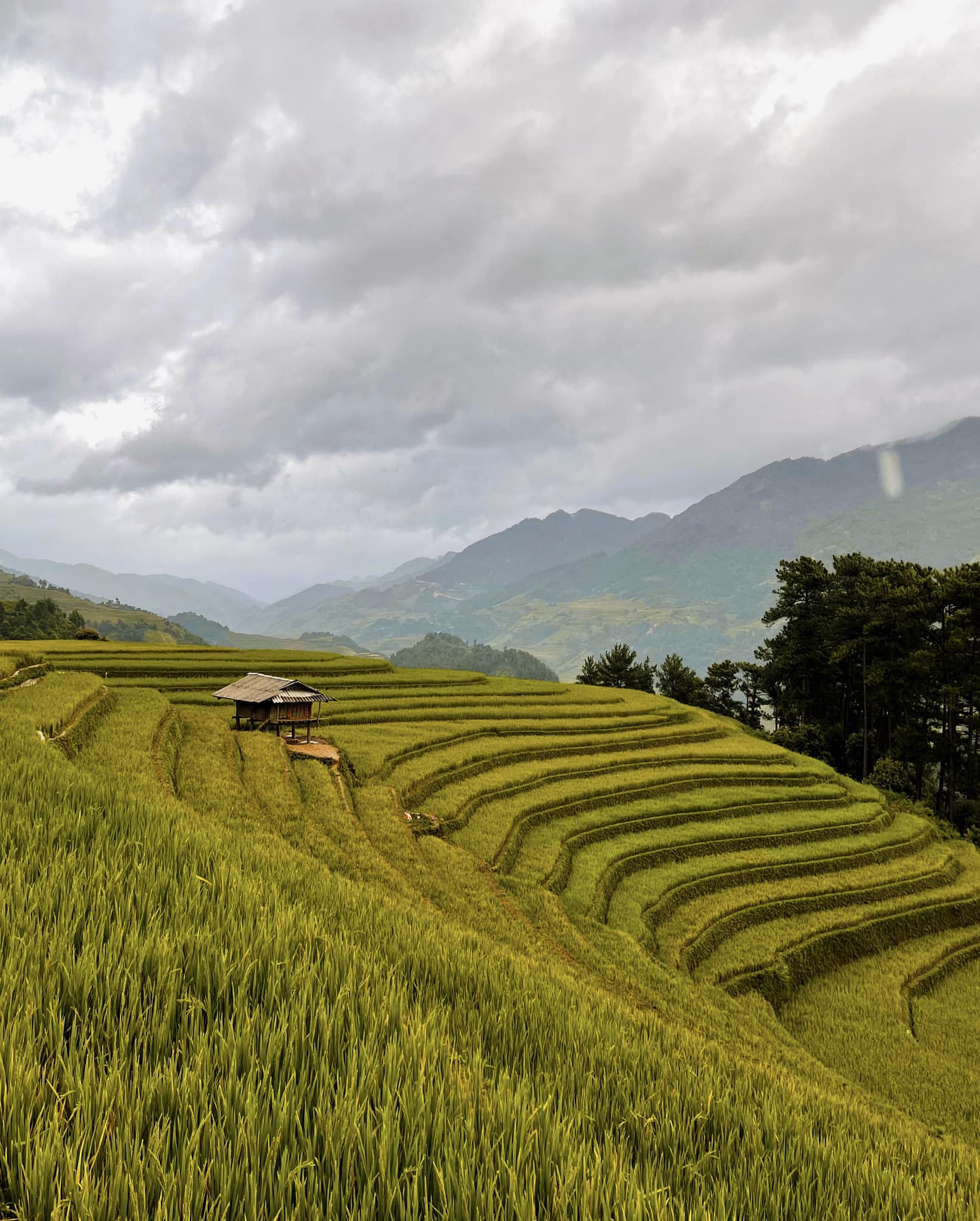 Đi săn lúa chín Mù Cang Chải với lịch trình 2N1Đ