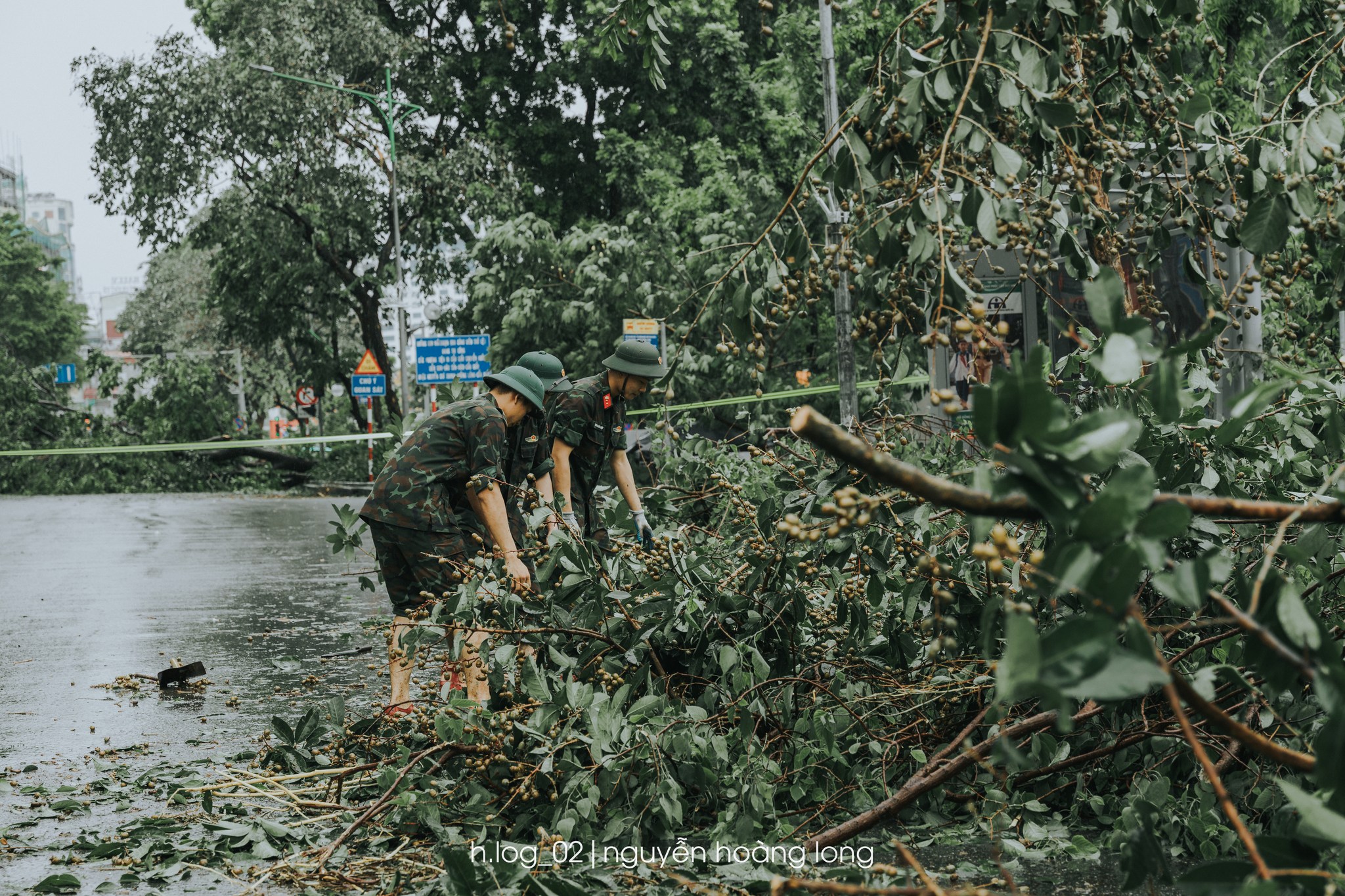 tâm sự bên những thân cây đổ