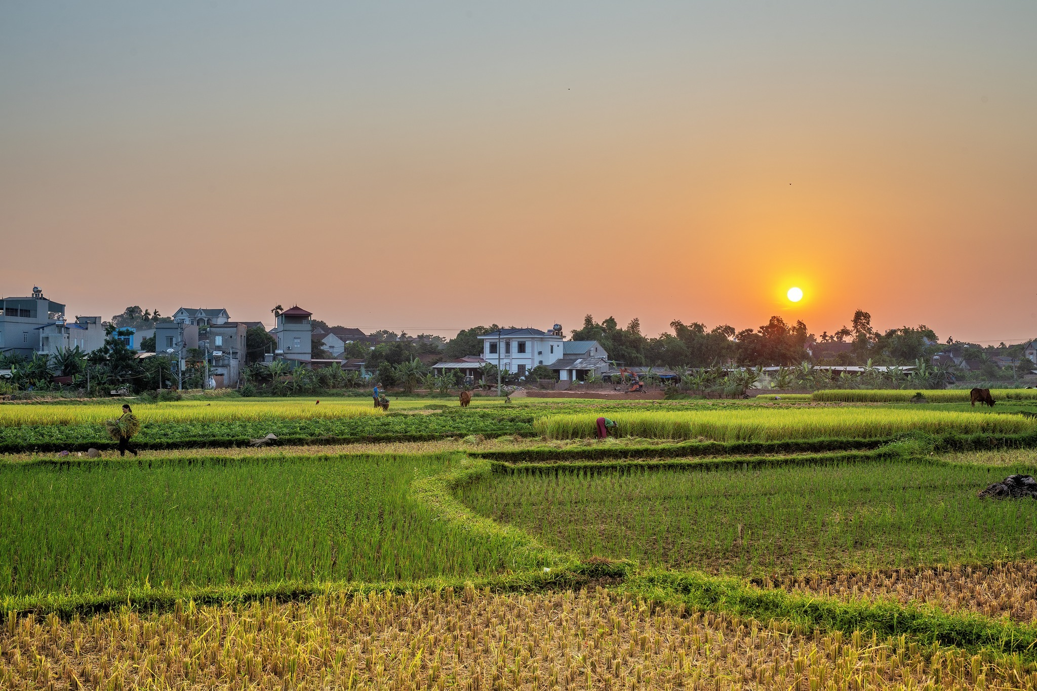 Ngôi làng thuần cổ Việt Nam